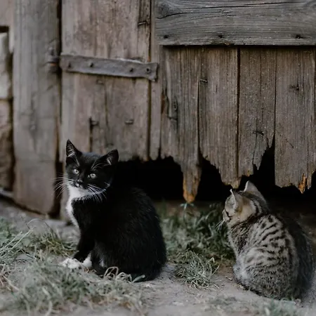 Dwie Brzozy Wegetarianskie Siedlisko 3* Wlen