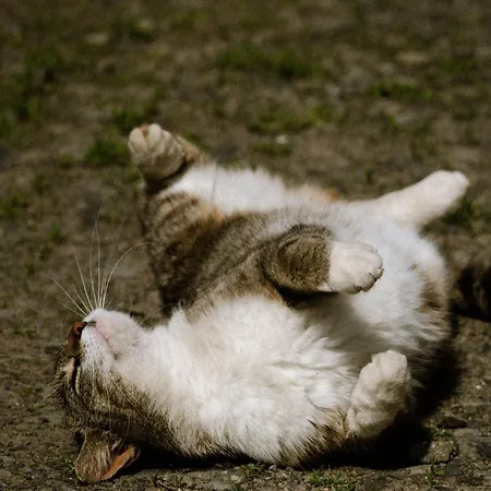 Dwie Brzozy Wegetarianskie Siedlisko 3*