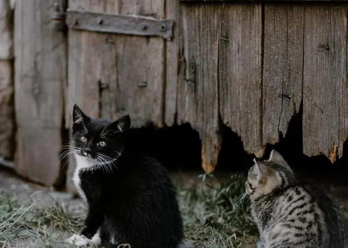 Dwie Brzozy Wegetarianskie Siedlisko 3* Wlen