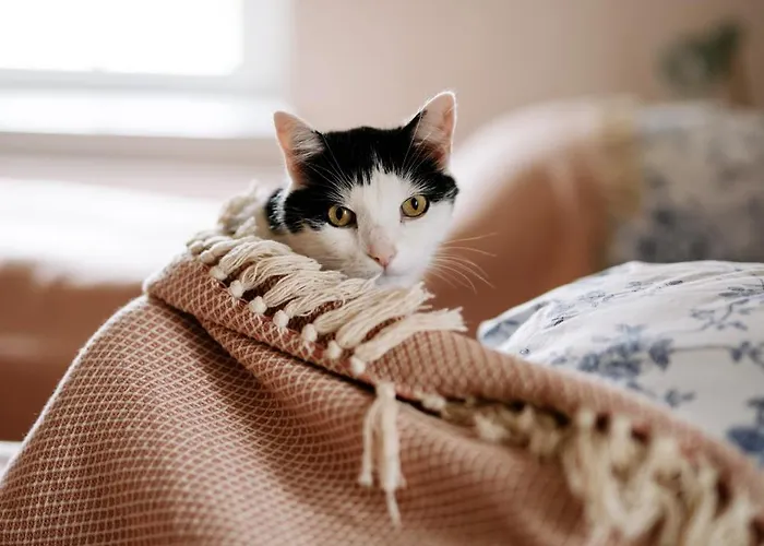 Dwie Brzozy Wegetarianskie Siedlisko Affittacamere Wlen