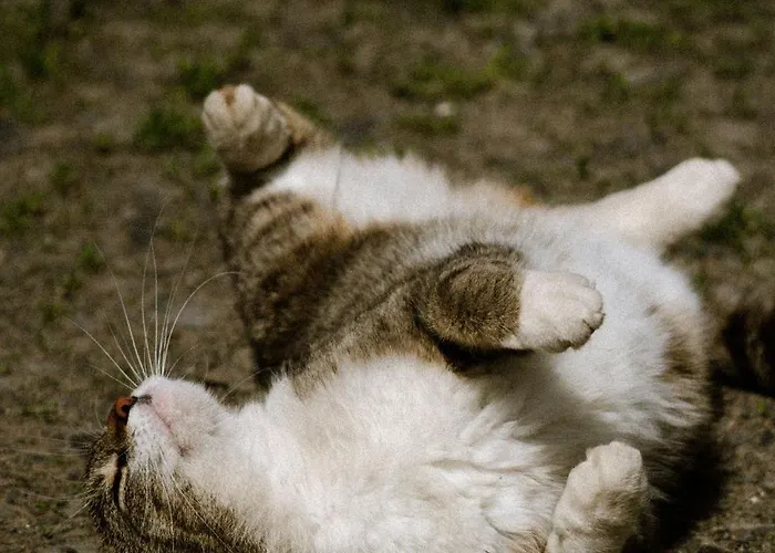 Dwie Brzozy Wegetarianskie Siedlisko 3*